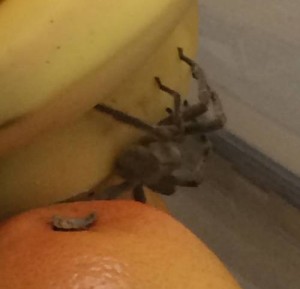 http://metro.co.uk/2014/10/19/worlds-most-venomous-spider-found-in-waitrose-home-delivery-4911407/